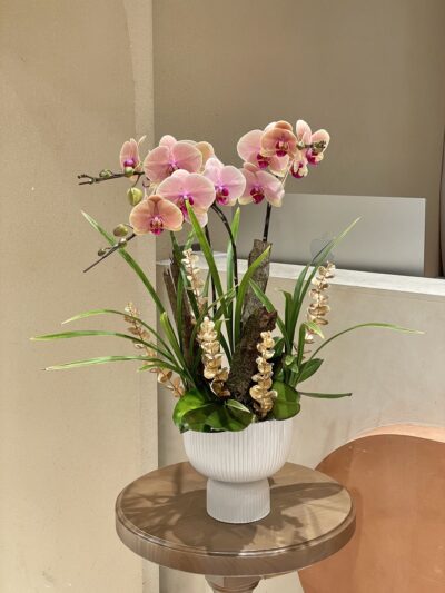 Lan Hồ Điệp - BBLHD1