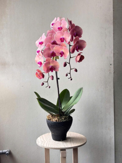 Lan Hồ Điệp Hồng - BBLHD4