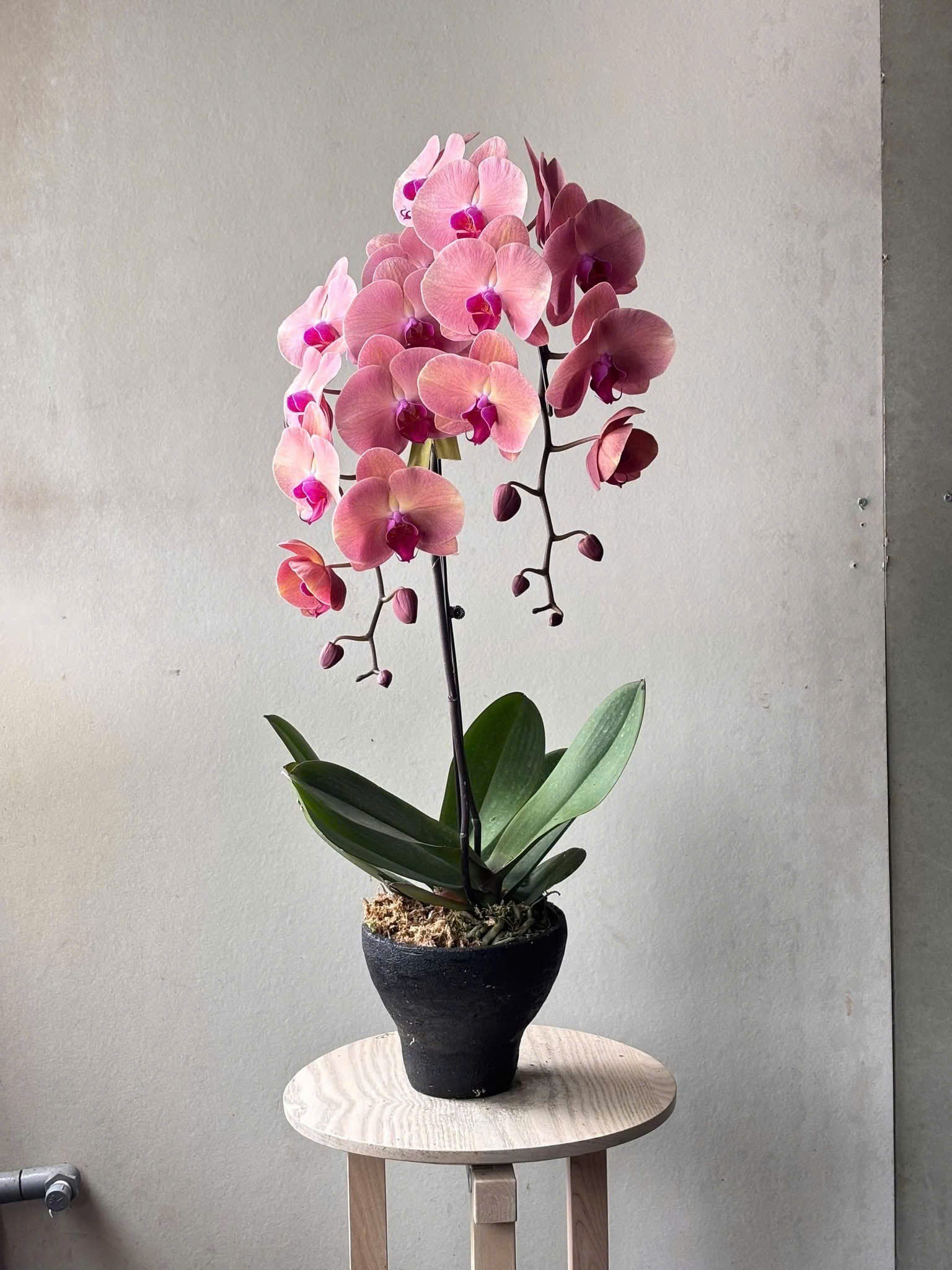 Lan Hồ Điệp Hồng - BBLHD4